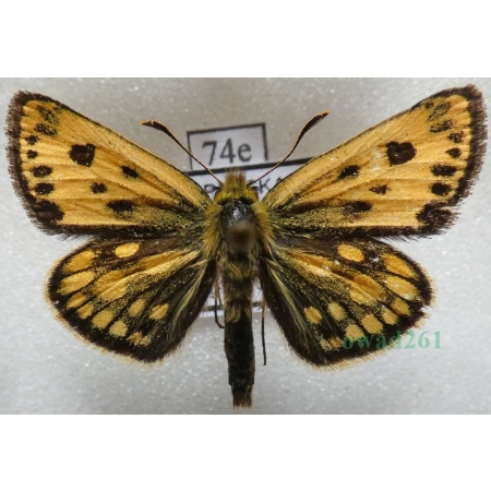 Carterocephalus silvicola (Meigen, 1829) male Kosternik leśniak Poland74e
